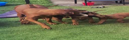 Rhodesian Ridgeback dogs for sale: 4x FEMALE RHODESIAN RIDGEBACK PUPS!! - Advert 4