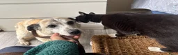 Mixed Breed dogs for adoption: Alba - Helpnall Norfolk  - Advert 13