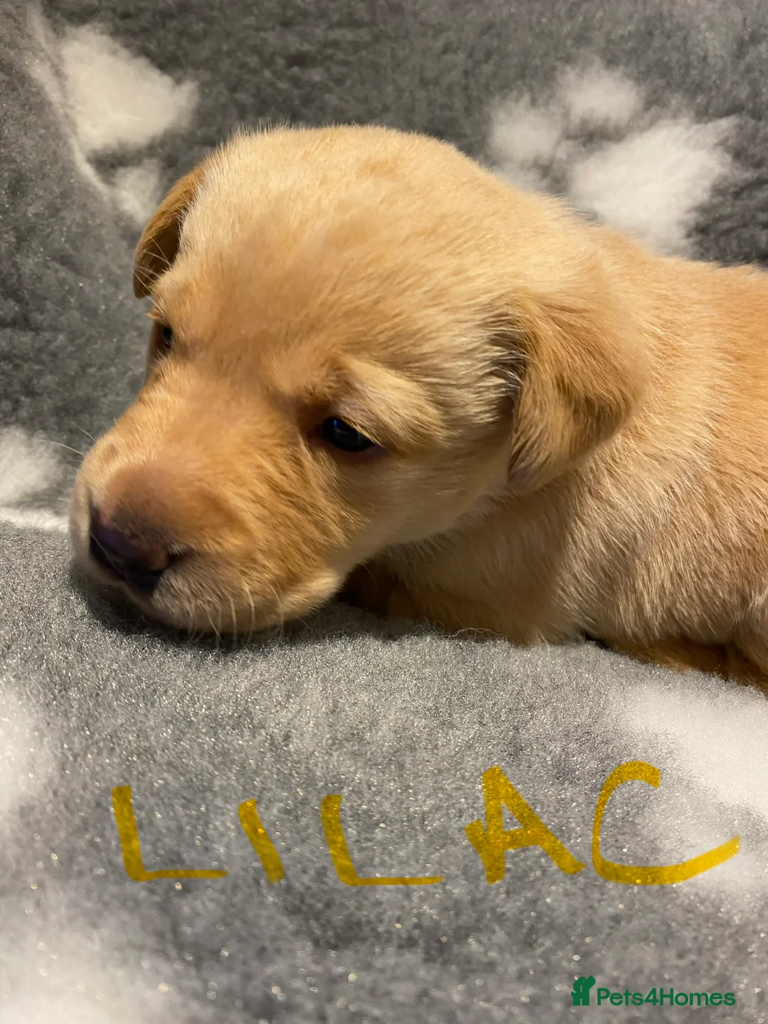 Labrador Retriever dogs for sale: Yellow/Fox Red Labrador puppies - Advert 19