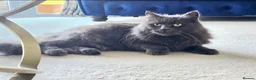 Russian Blue cats for sale: Beautiful Female Longhaired Russian Blue - Advert 5