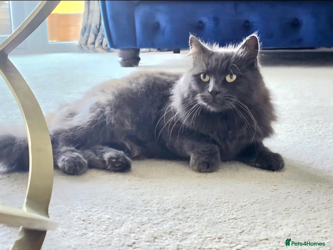 Russian Blue cats for sale: Beautiful Female Longhaired Russian Blue - Advert 5