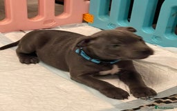 Staffordshire Bull Terrier dogs for sale: BEAUTYFULL BLUE STAFFY PUPPIES 💙 READY TO LEAVE - Image 3