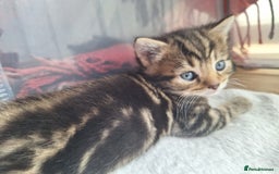 British Shorthair cats for sale: Happy Ragdoll British Short Haired Cross - Image 5