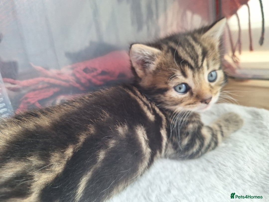 British Shorthair cats for sale: Happy Ragdoll British Short Haired Cross - Image 5