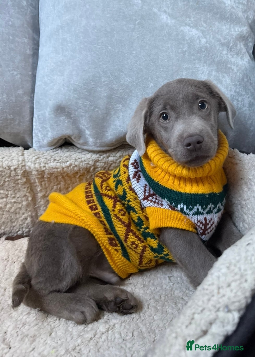 Labrador Retriever dogs Stunning silver lab puppies  - Advert 6