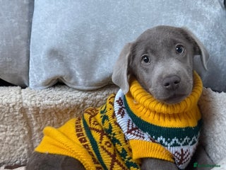 Labrador Retriever dogs Stunning silver lab puppies - Advert 18