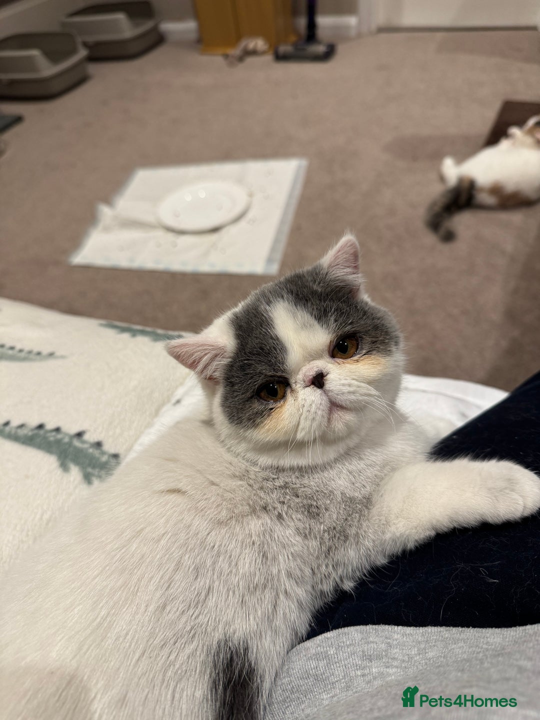 Exotic cats for sale: Beautiful chunky big eyed Exotic kittens - Advert 9