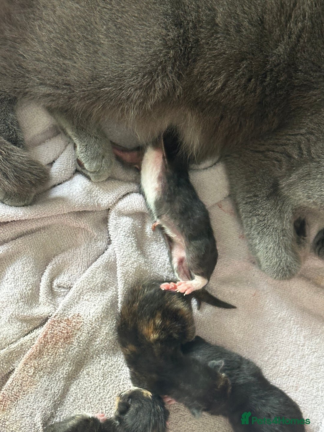 Russian Blue cats for sale: Russian blue cross kittens  - Image 5