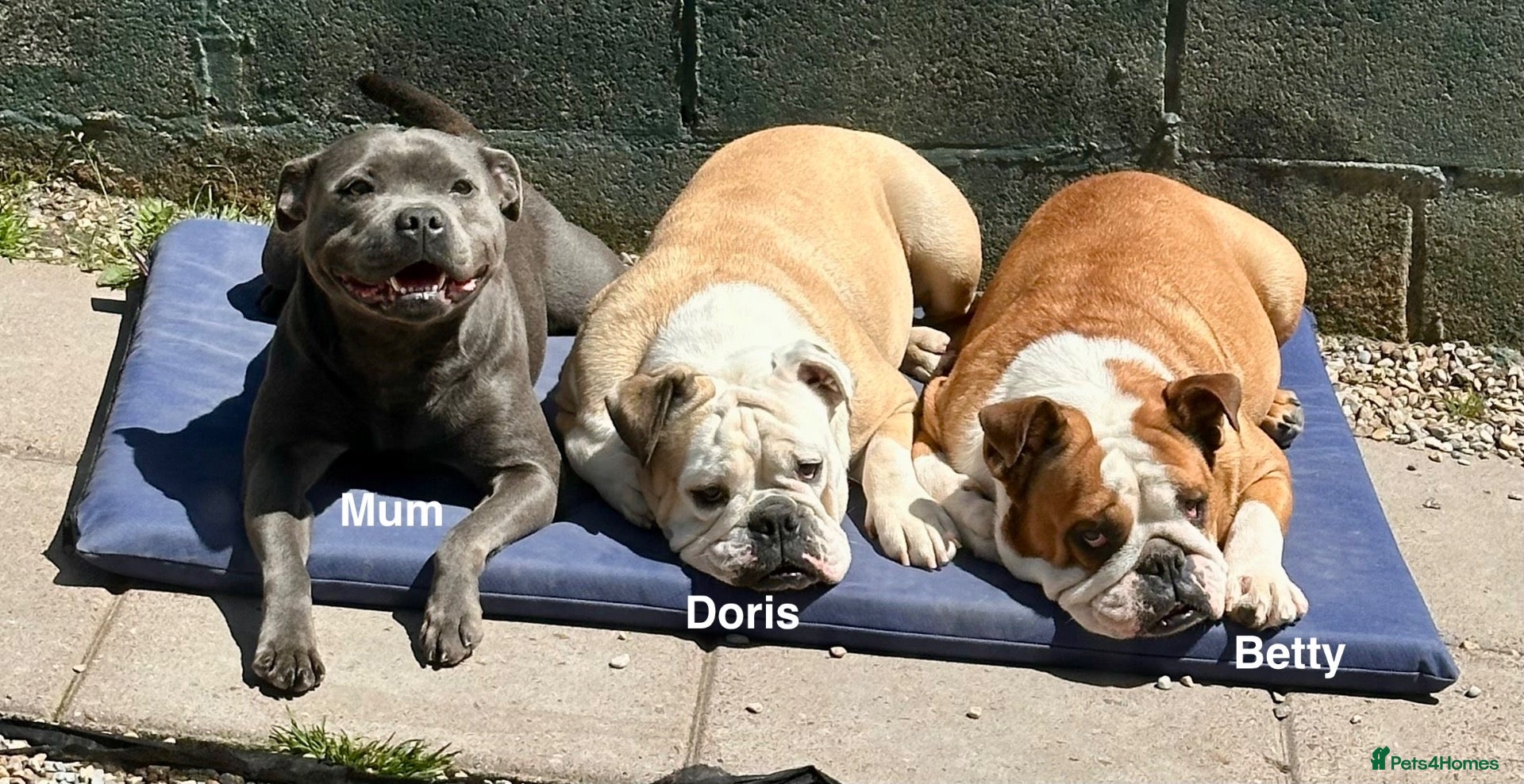 Staffordshire Bull Terrier dogs  KC Registered Blue Staffy Puppies - Advert 2
