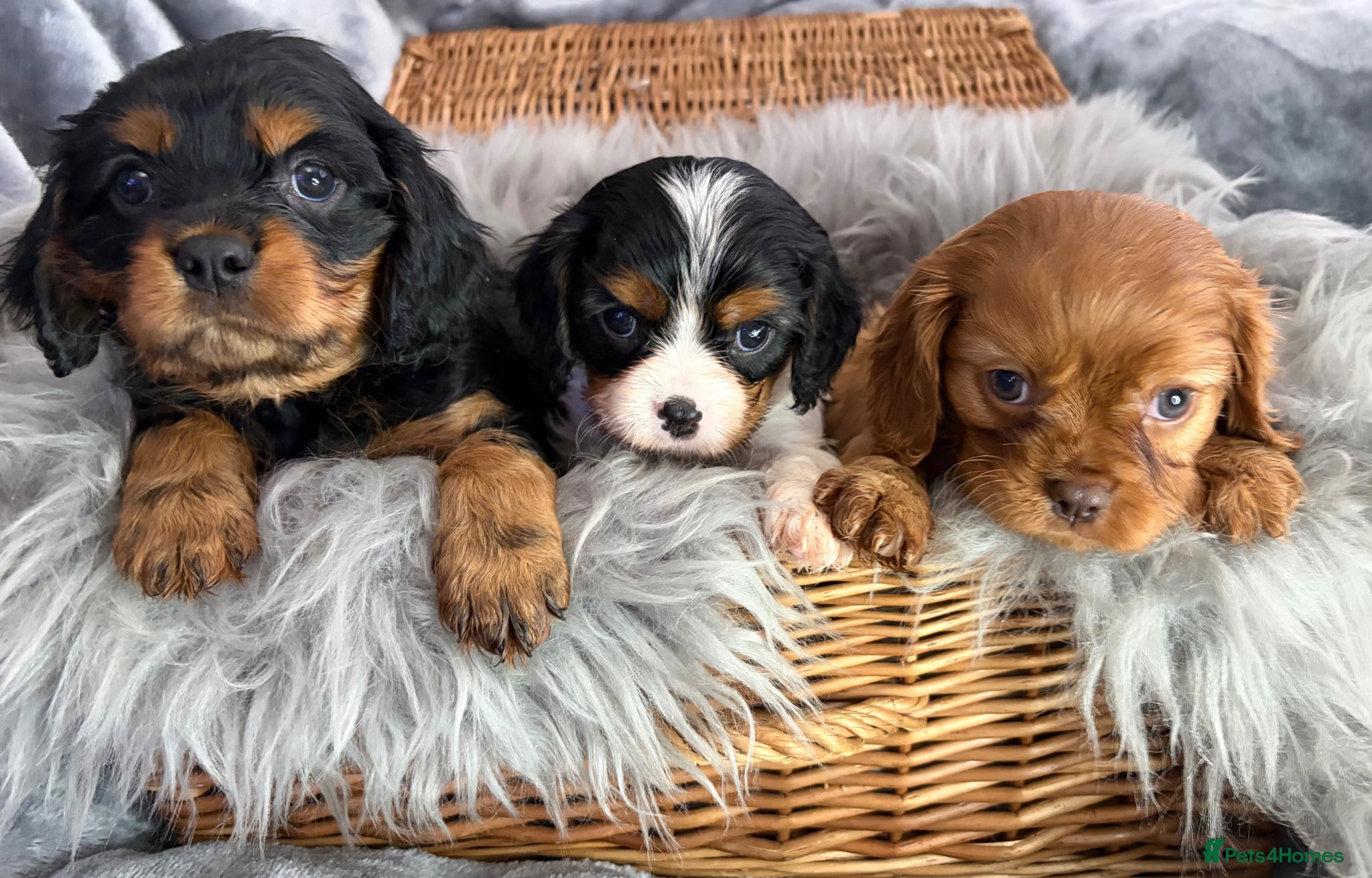Cavalier King Charles Spaniel dogs KC REG EXTENSIVELY HEALTH TESTED CAV BABIES  - Advert 2