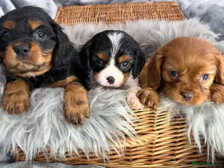 Cavalier King Charles Spaniel dogs for sale: KC REG EXTENSIVELY HEALTH TESTED CAV BABIES - Advert 2