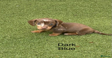 Miniature Dachshund dogs - Advert 4