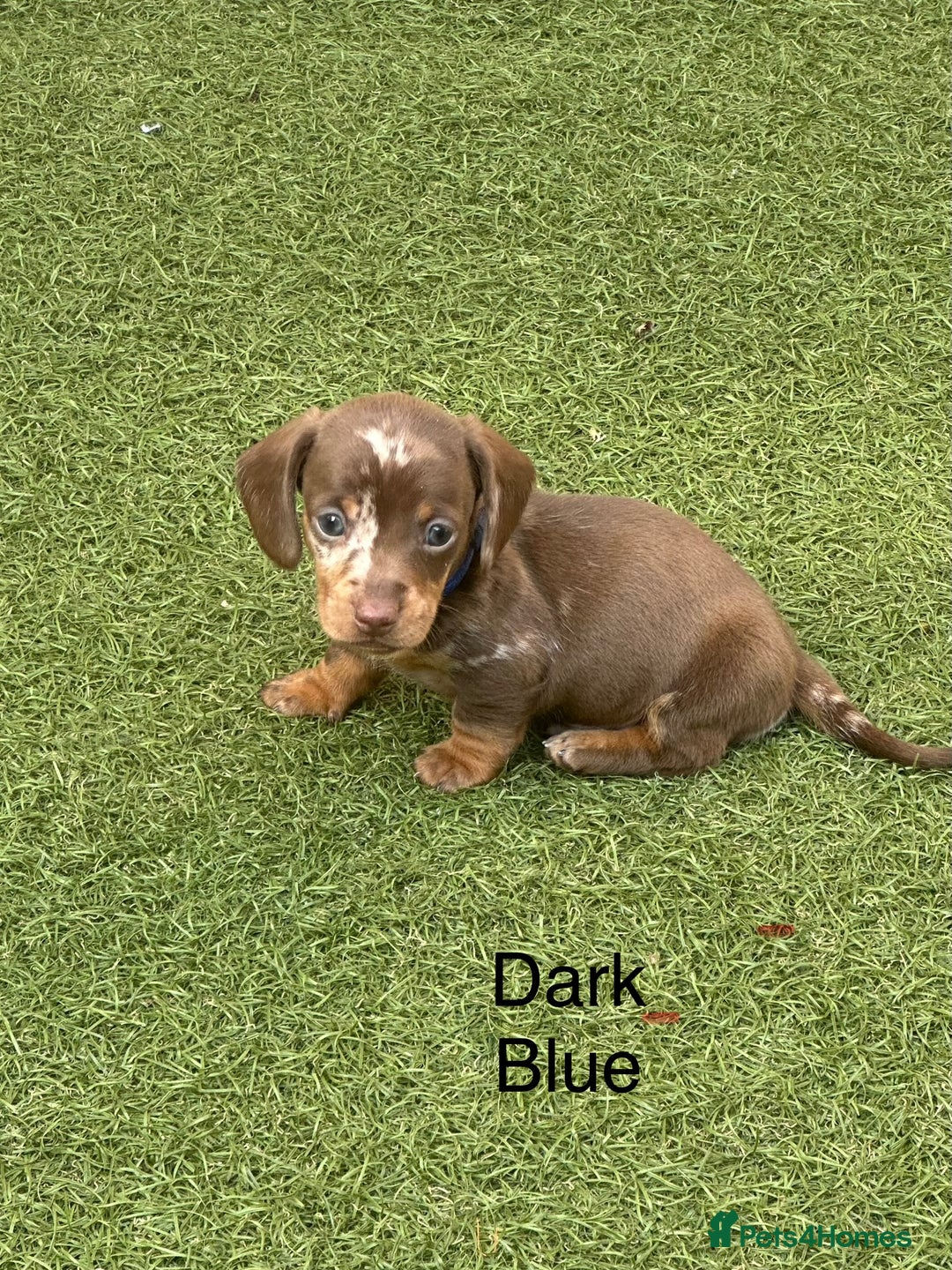 Miniature Dachshund dogs for sale: 🥰🐶 Miniature KC Dachshund puppies 🐶🥰 PRA Clear - Image 4