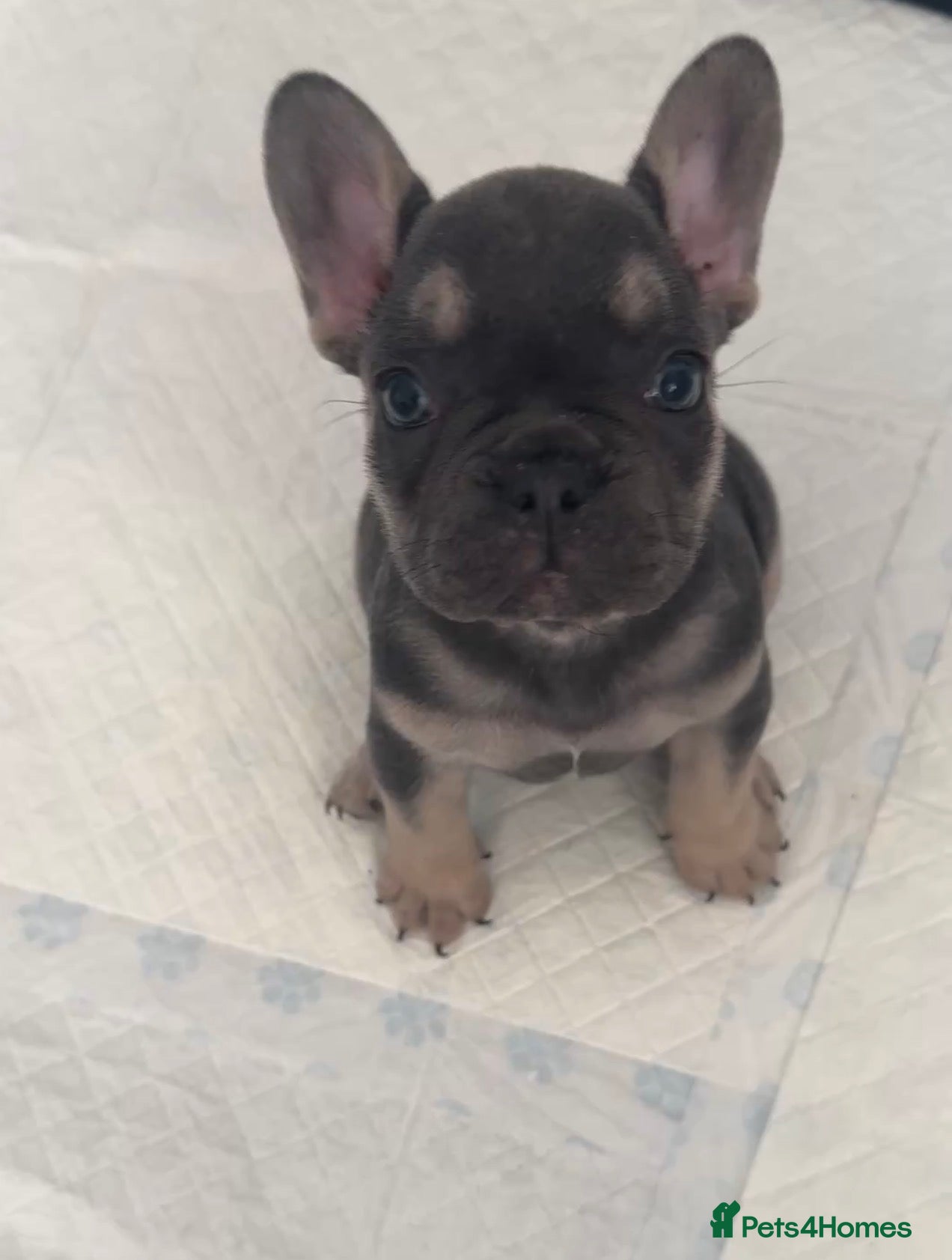 French Bulldog dogs 1 Female pedigree French bulldog puppy  - Advert 3