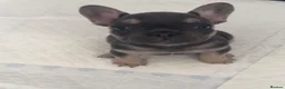 French Bulldog dogs for sale: 1 Female pedigree French bulldog puppy  - Advert 5