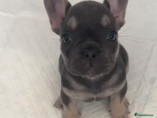 French Bulldog dogs 1 Female pedigree French bulldog puppy - Advert 3