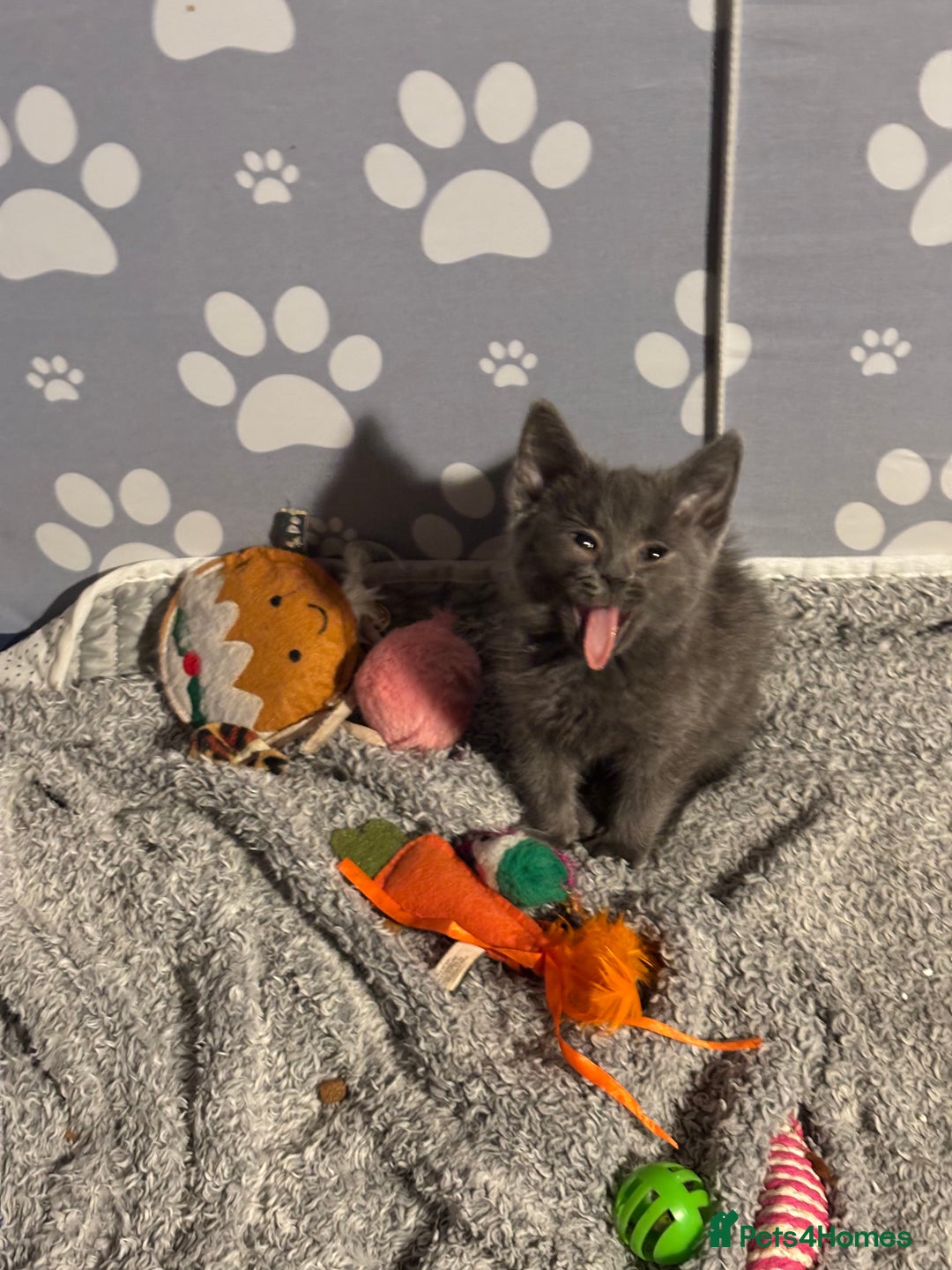 Mixed Breed cats for sale: READY NOW  - Advert 6