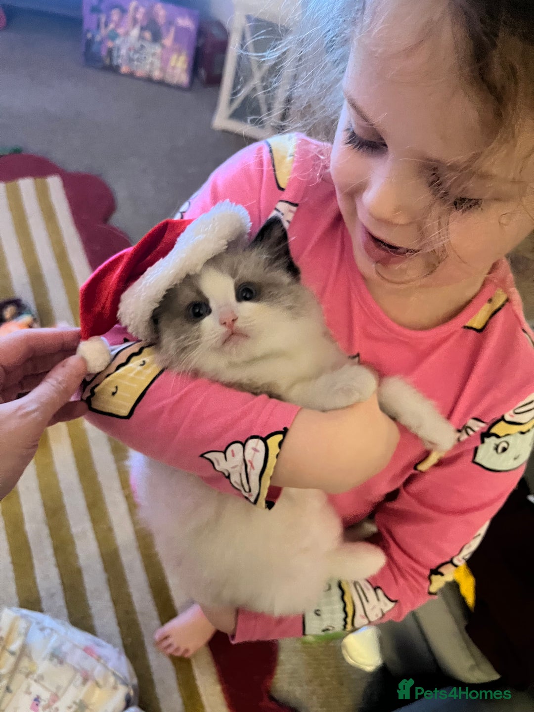 Ragdoll cats for sale: 1 male purebred Ragdoll - Advert 1