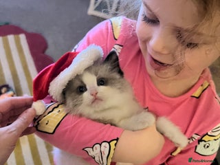 Ragdoll cats 1 male purebred Ragdoll - Advert 1