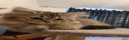 Persian cats for sale: Beautiful dollface persian chinchilla kittens  - Advert 11