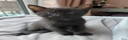 Maine Coon cats for sale: Half Main coon kittens  - Advert 3