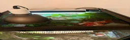 Gecko reptiles for sale: Gargoyle Gecko in Liverpool - Advert 8