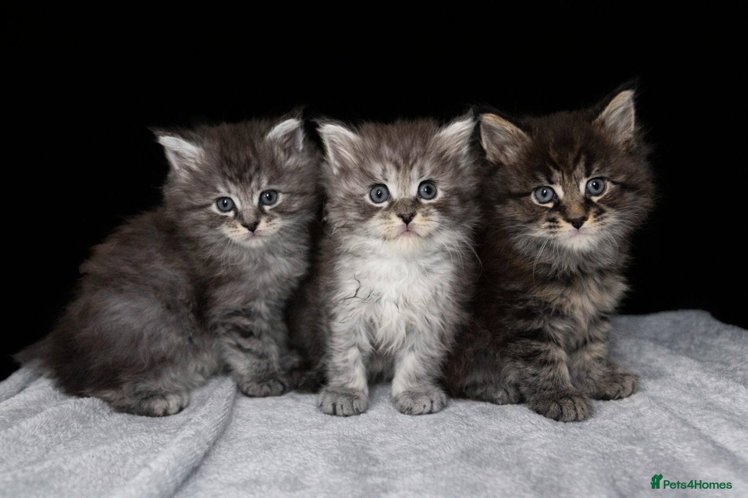 Maine Coon cats TICA REGISTERED MAINE COON KITTENS - Advert 16