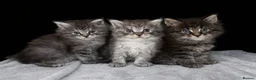 Maine Coon cats for sale: 2 Left TICA MAINE COON KITTENS ACTIVE AVAILABLE  - Advert 2