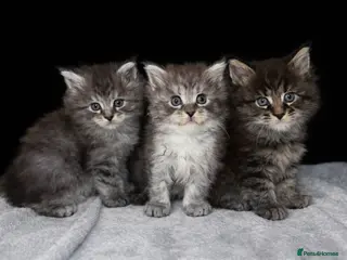 Maine Coon cats TICA REGISTERED MAINE COON KITTENS - Advert 16