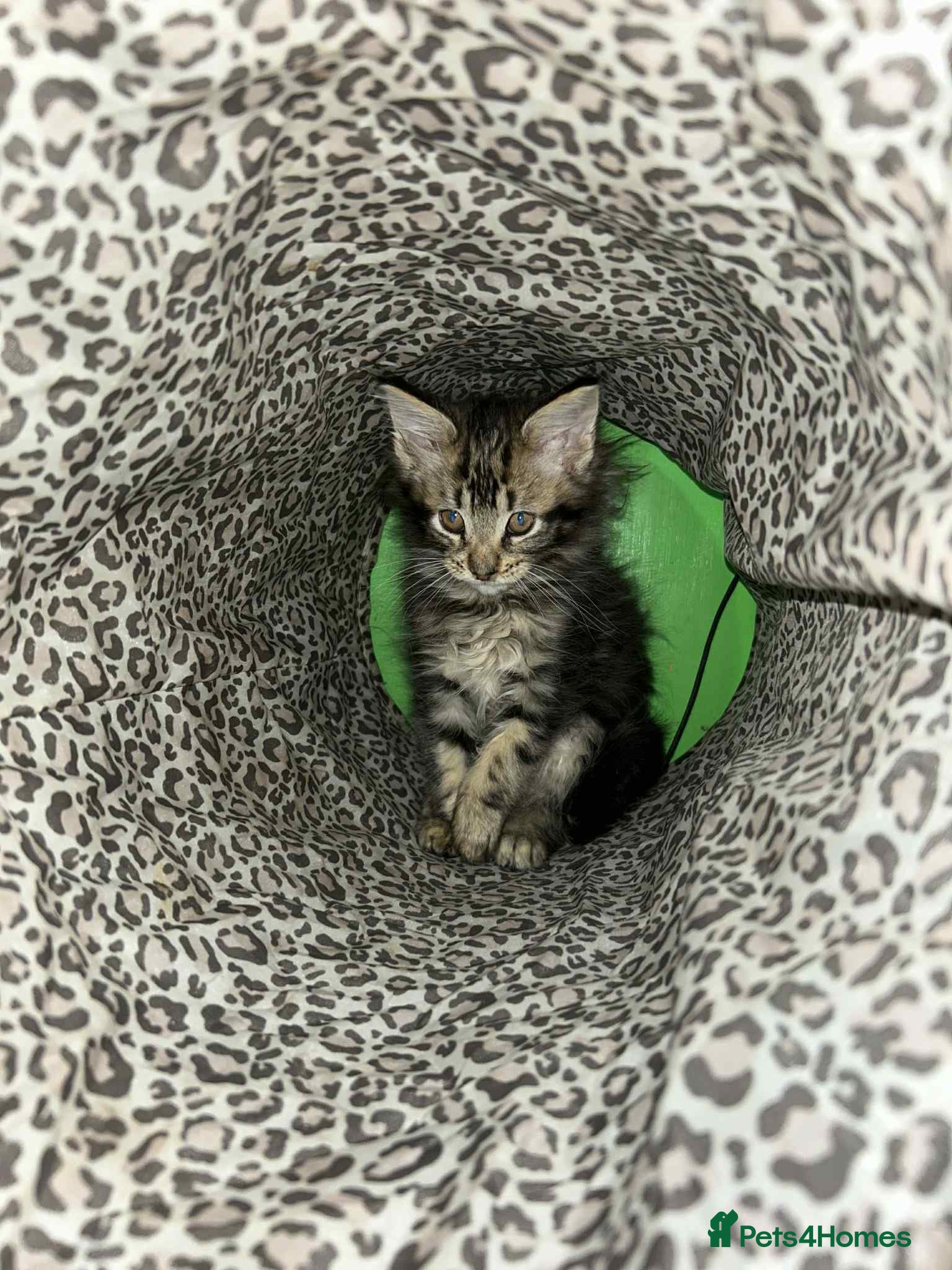 Maine Coon cats Maine coon kittens  - Advert 6