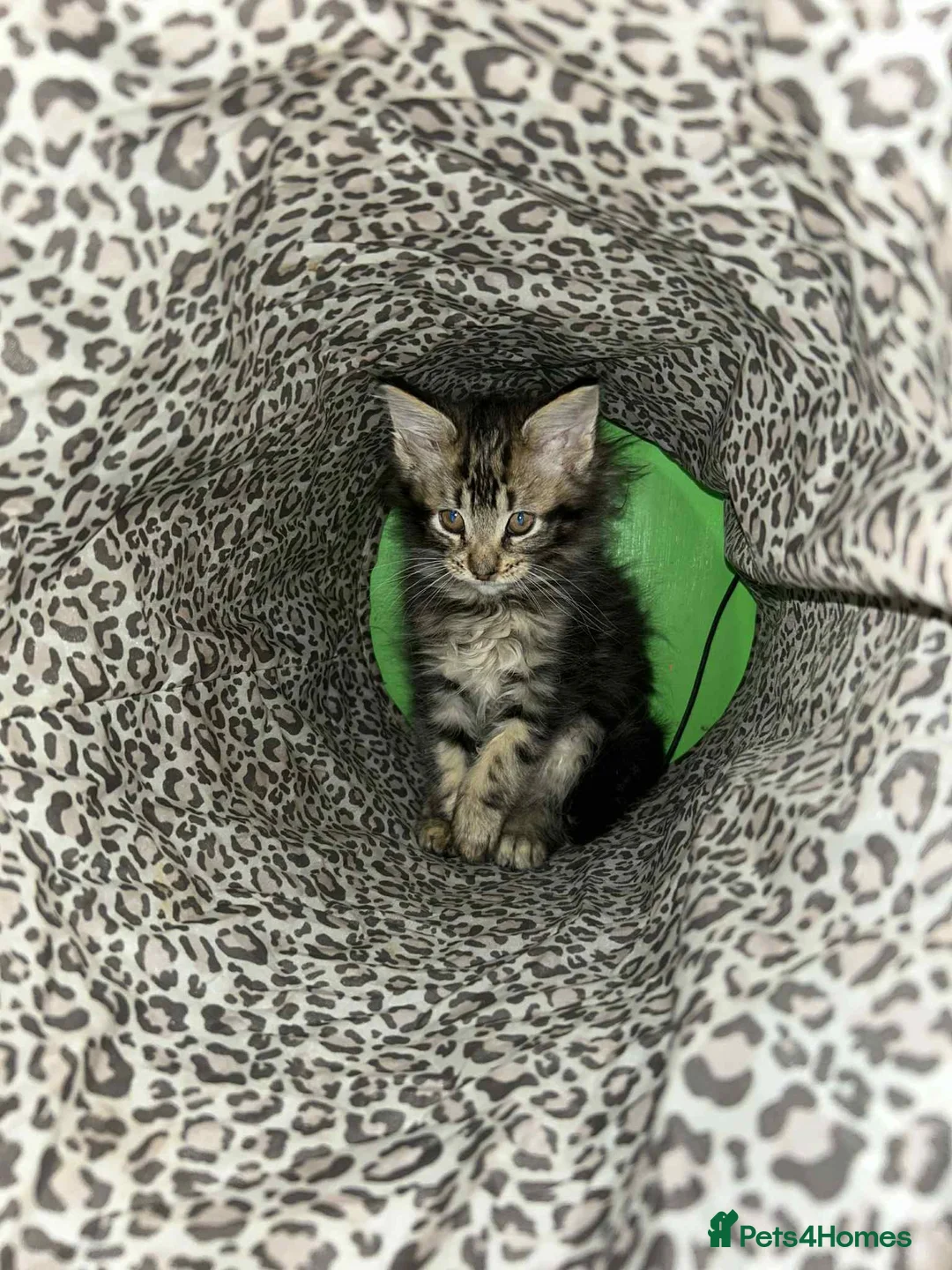 Maine Coon cats for sale: Maine coon kittens  - Advert 1