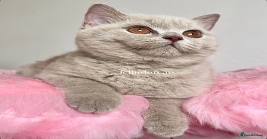 British Shorthair cats - Advert 4
