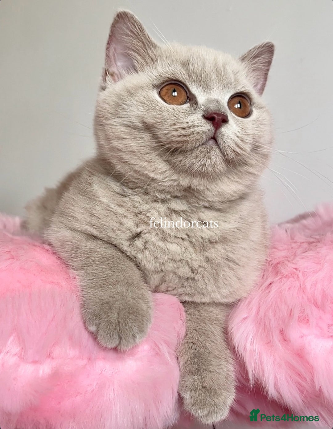 British Shorthair cats for sale: ✨Top quality lilac British shorthair✨ - Image 4