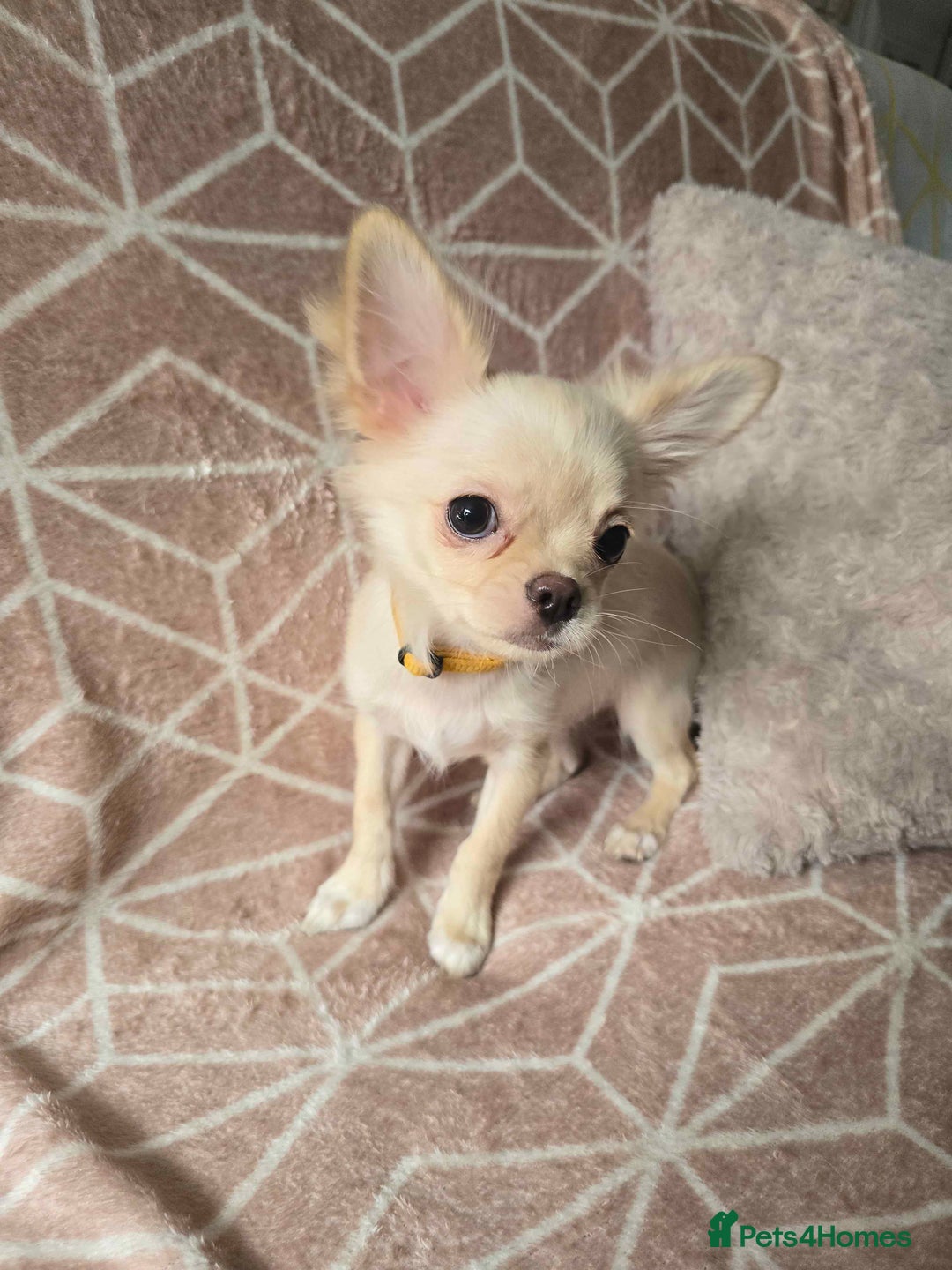 Chihuahua dogs for sale: 3 Handsome (KC) Chihuahua boys left (New photos) - Image 8
