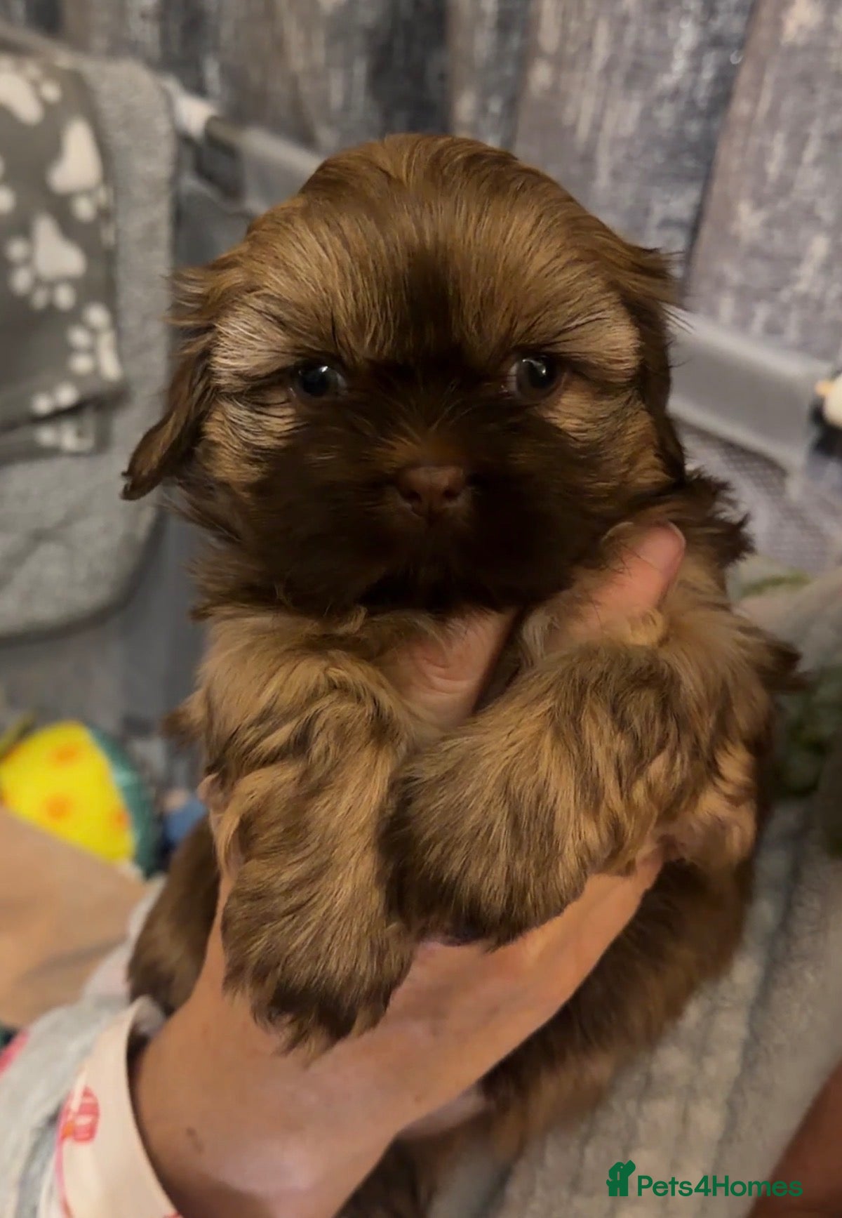 Shih Tzu dogs 🐶💕 Beautiful Female Shih Tzu Puppy for Sale! 💕 - Advert 2