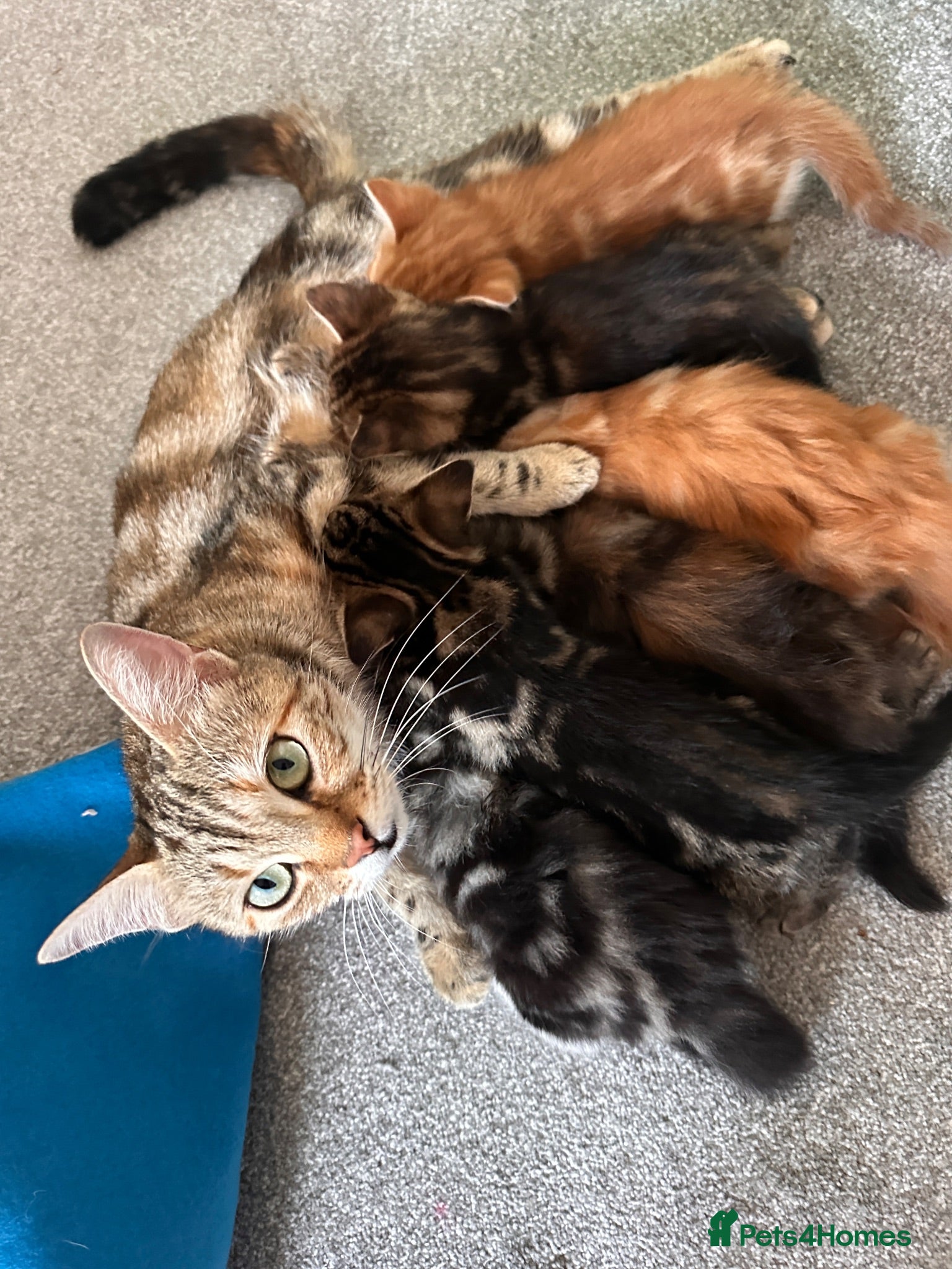 Mixed Breed cats Bengal cross kittens - Advert 2