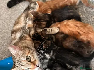 Mixed Breed cats Bengal cross kittens - Advert 14