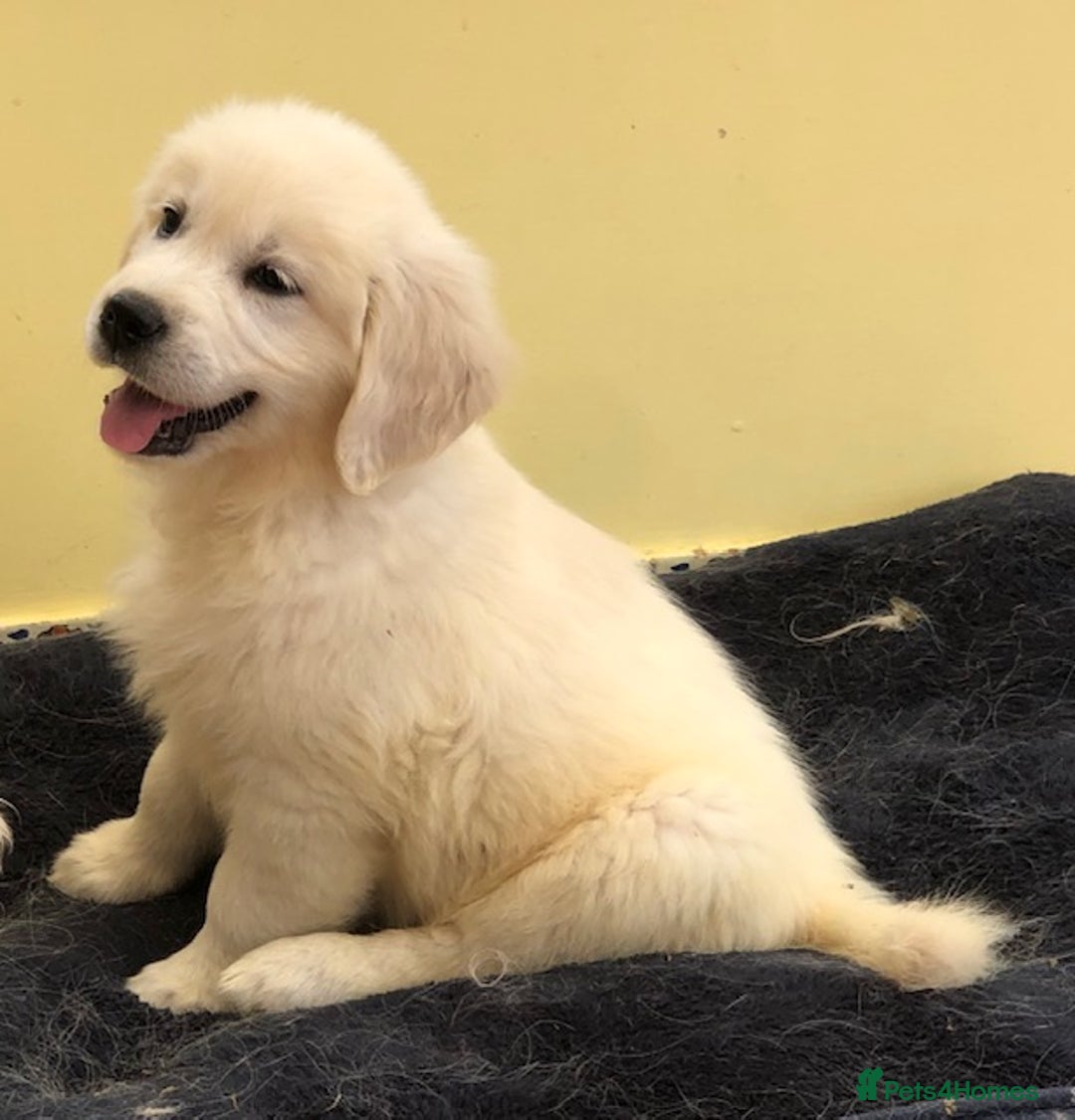 Golden Retriever dogs for sale: Home bred Chunky cream Goldie pups - Image 9