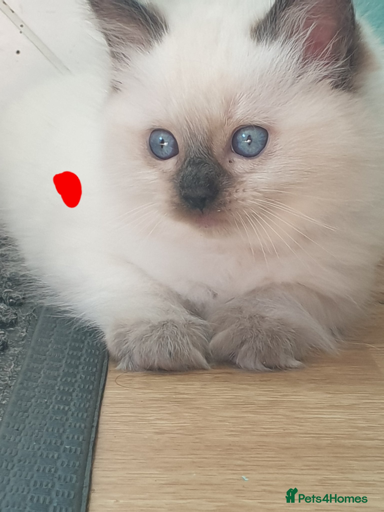 Ragdoll cats for sale: Ragdoll fluffy kittens x 4 chocolate seal point - Advert 7