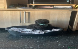 Toy Poodle dogs for sale: Toy poodle for sale - Image 2