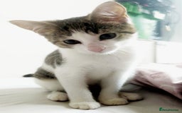 European cats for sale: 2 Adorable Kittens ready for their forever homes  - Advert 27