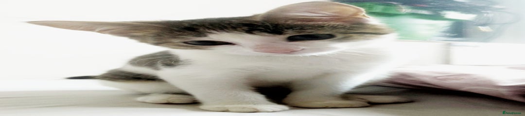 Elsa - Spotted Tabby 2