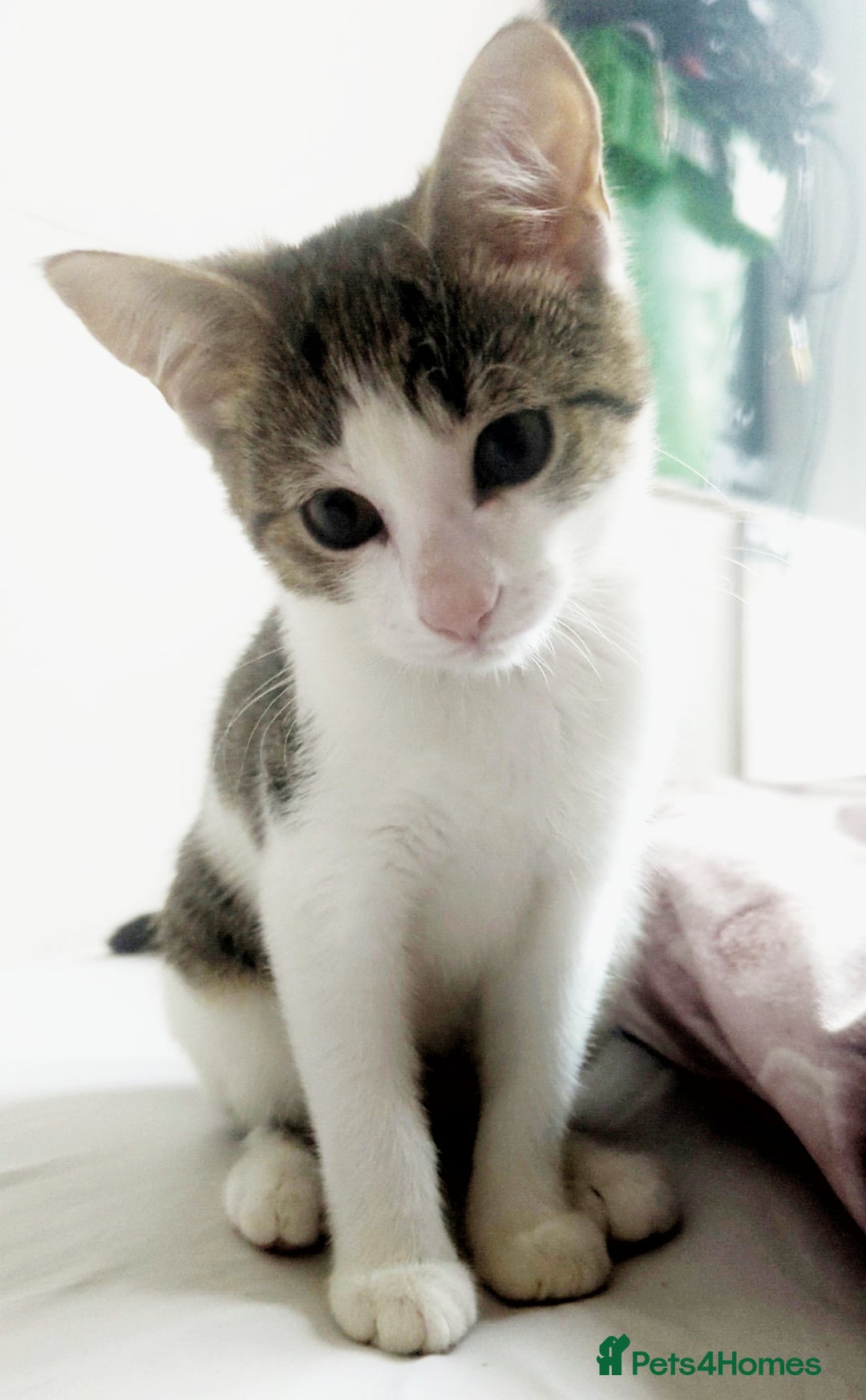 European cats for sale: 2 Adorable Kittens ready for their forever homes  - Advert 27