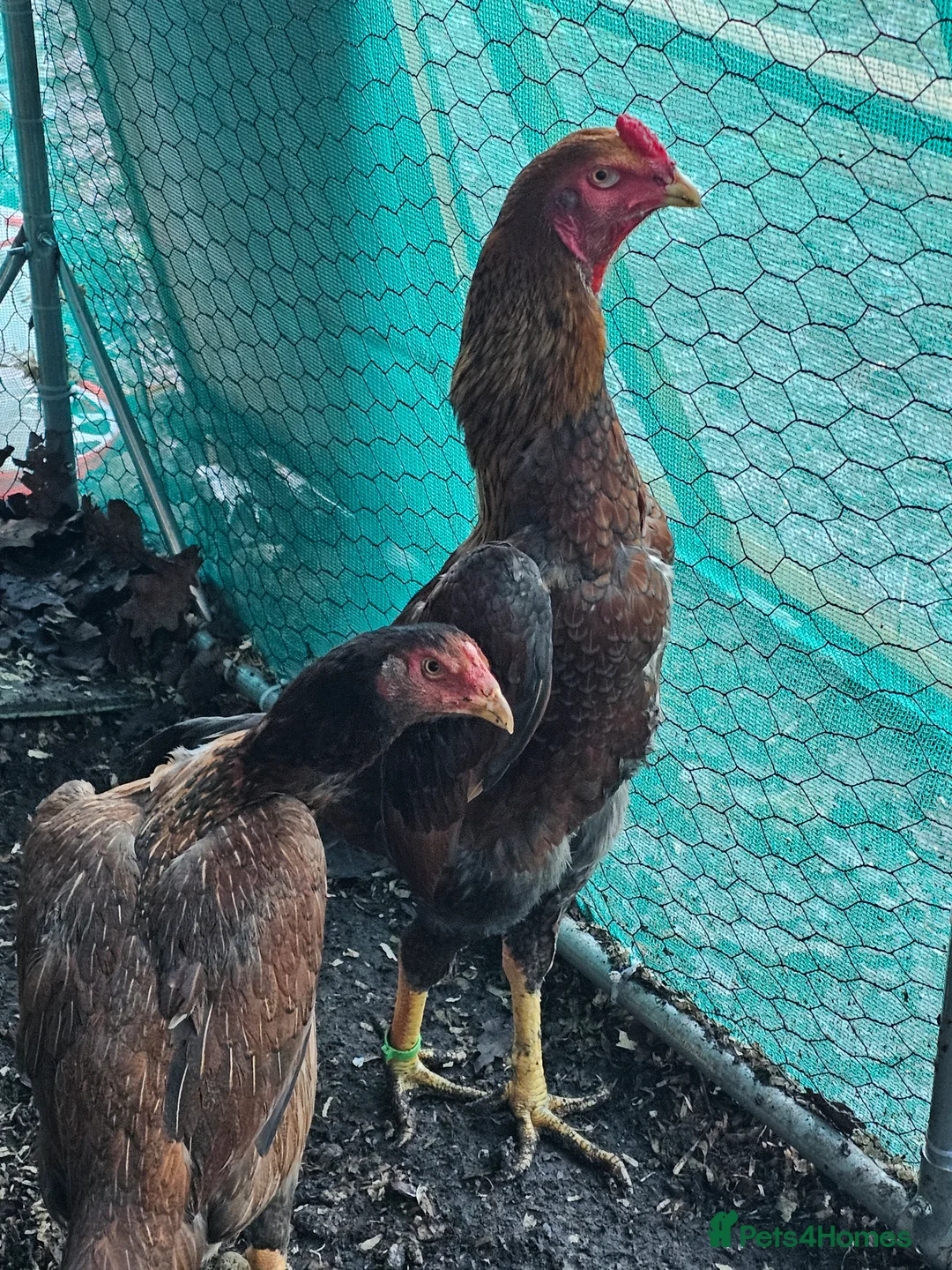 Chickens poultry for sale: Shamos pair of turkish hints - Advert 1