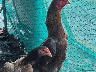 Chickens poultry Shamos pair of turkish hints - Advert 1