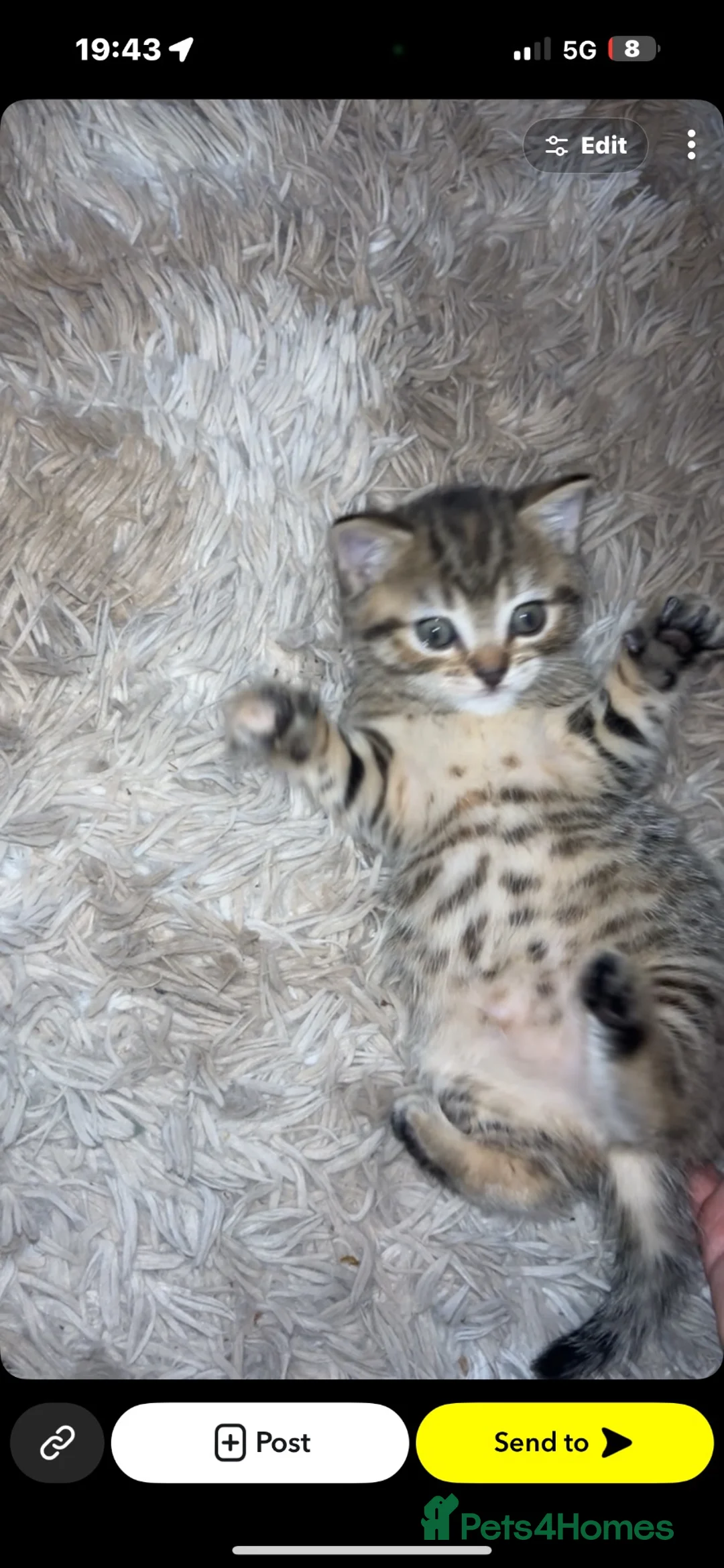 British Shorthair cats for sale: Mixed British shorthair  - Advert 5