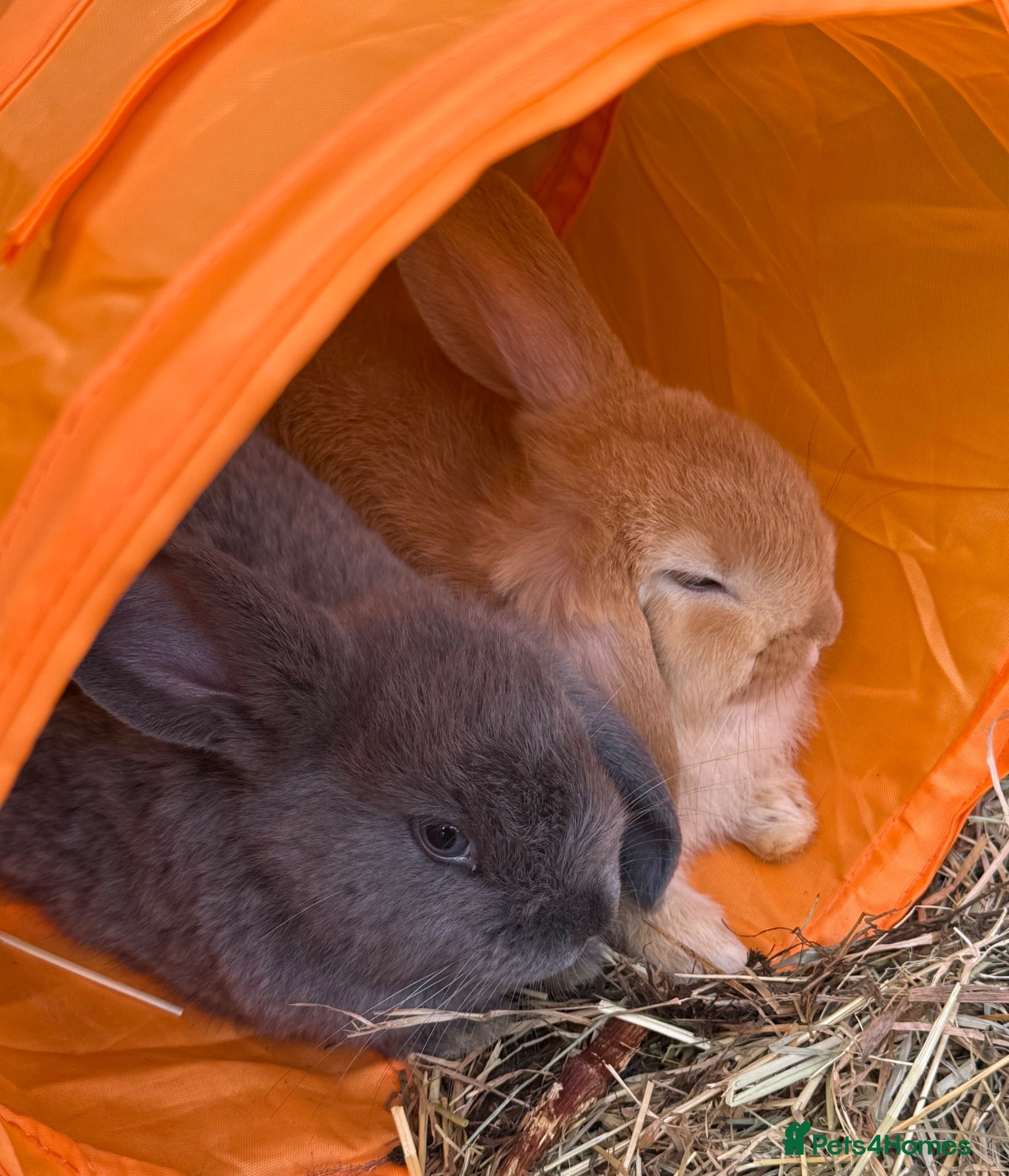 Mini Lop rabbits Mini Lop Babies - pure bred  - Advert 4