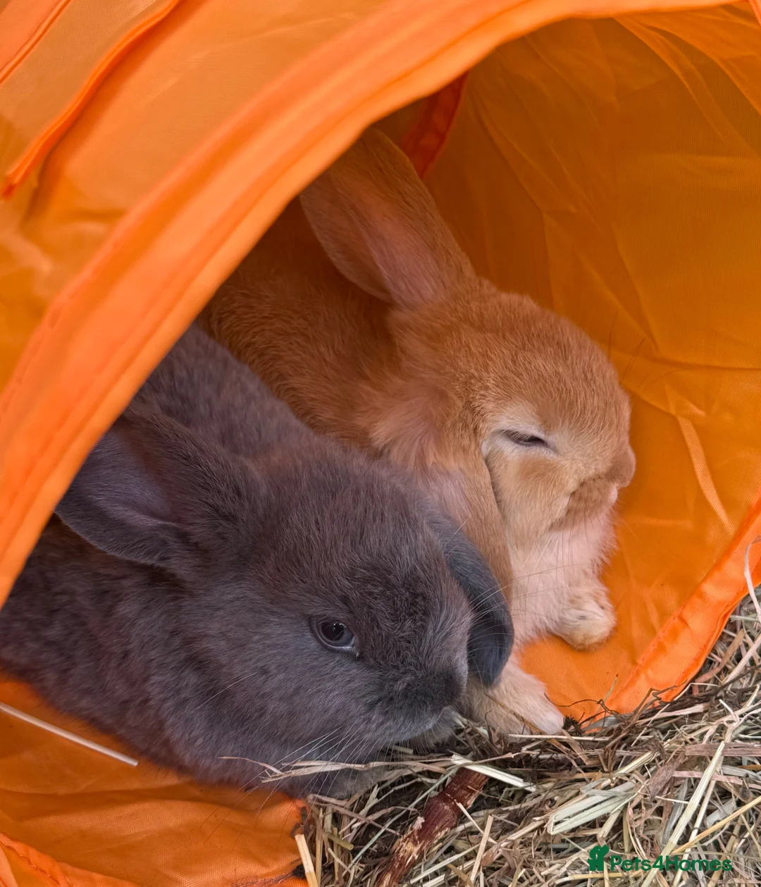 Mini Lop rabbits for sale: Mini Lop Babies - pure bred  - Advert 1