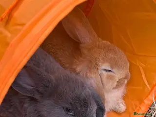 Mini Lop rabbits Mini Lop Babies - pure bred - Advert 4