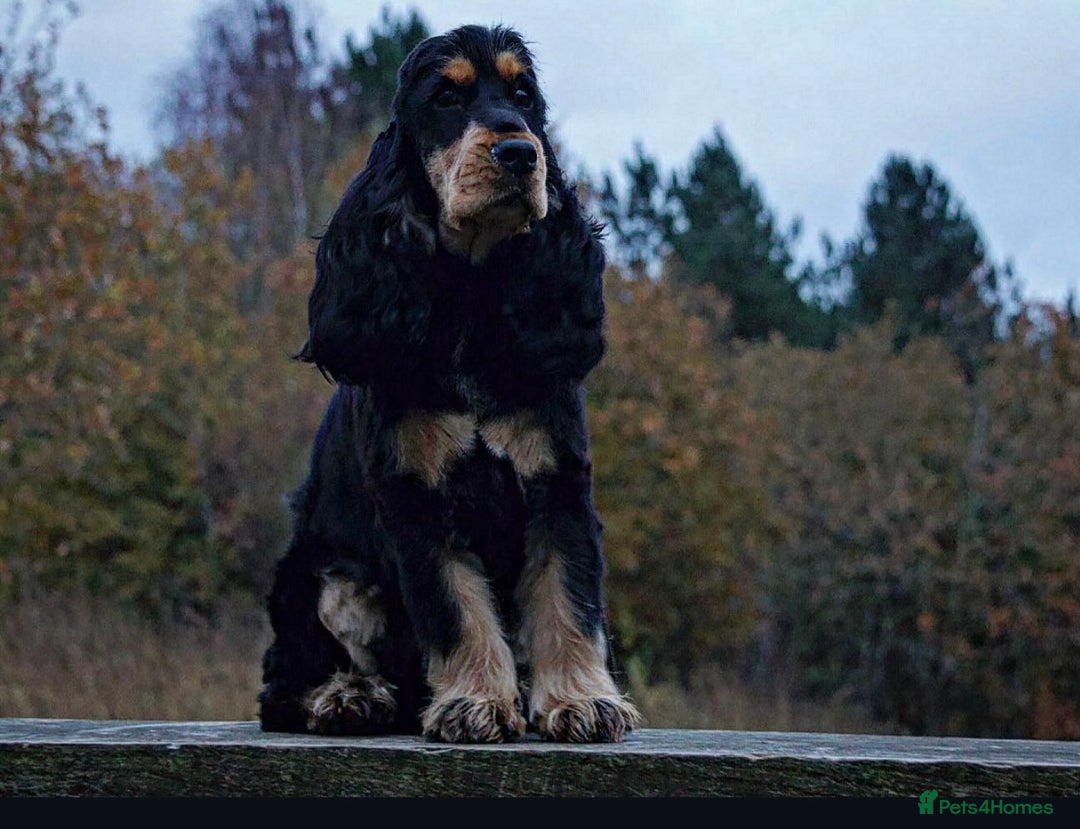 Cocker Spaniel dogs for stud: Show cocker championship line stud - Advert 2